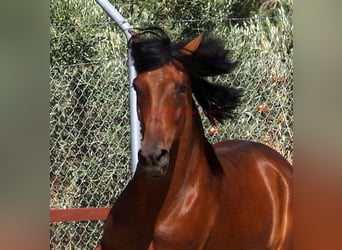 Andalusian, Gelding, 4 years, 15,1 hh, Brown