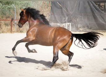 Andalusian, Gelding, 4 years, 15,1 hh, Brown