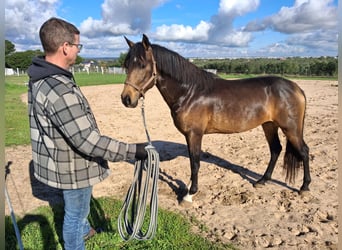 Andalusian, Gelding, 4 years, 15,1 hh, Dun