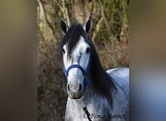 Andalusian, Gelding, 4 years, 15,1 hh, Grey