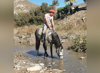 Andalusian, Gelding, 4 years, 15,1 hh, Grey