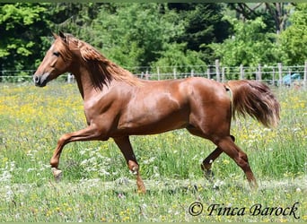 Andalusian, Gelding, 4 years, 15,2 hh