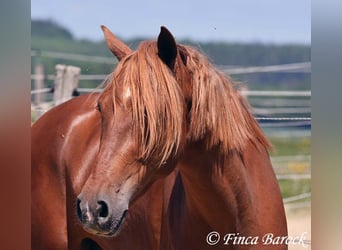 Andalusian, Gelding, 4 years, 15,2 hh