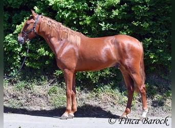 Andalusian, Gelding, 4 years, 15,2 hh