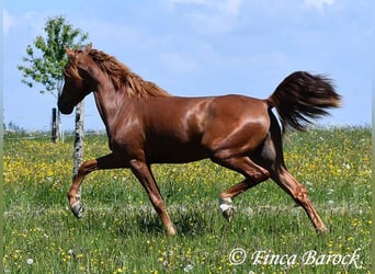 Andalusian, Gelding, 4 years, 15,2 hh