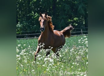 Andalusian, Gelding, 4 years, 15,2 hh