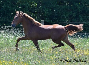 Andalusian, Gelding, 4 years, 15,2 hh