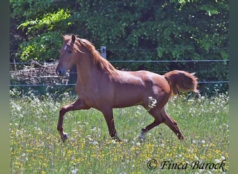 Andalusian, Gelding, 4 years, 15,2 hh