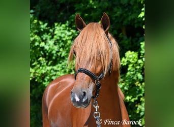 Andalusian, Gelding, 4 years, 15,2 hh