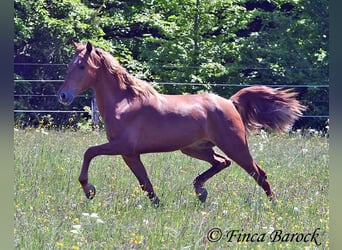 Andalusian, Gelding, 4 years, 15,2 hh