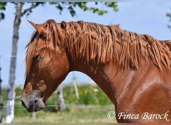 Andalusian, Gelding, 4 years, 15,2 hh