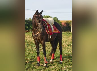 Andalusian, Gelding, 4 years, 15,2 hh, Bay-Dark