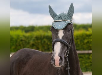 Andalusian, Gelding, 4 years, 15,2 hh, Gray-Dark-Tan