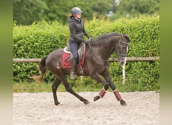 Andalusian, Gelding, 4 years, 15,2 hh, Gray-Dark-Tan