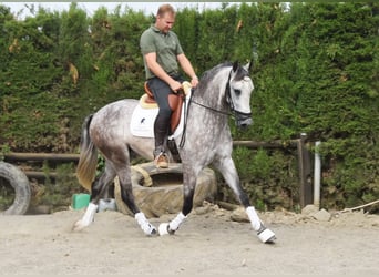 Andalusian, Gelding, 4 years, 15,2 hh, Gray
