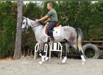 Andalusian, Gelding, 4 years, 15,2 hh, Gray