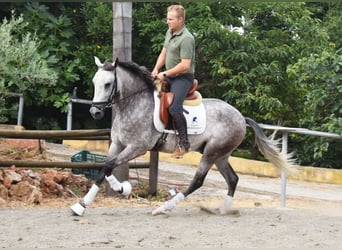 Andalusian, Gelding, 4 years, 15,2 hh, Gray