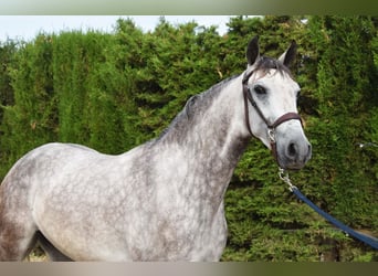 Andalusian, Gelding, 4 years, 15,2 hh, Gray