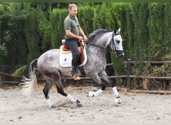 Andalusian, Gelding, 4 years, 15,2 hh, Gray