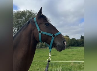 Andalusian, Gelding, 4 years, 15,3 hh, Bay-Dark