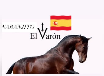 Andalusian, Gelding, 4 years, 15,3 hh, Bay-Dark