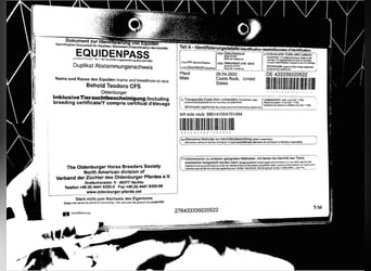 Andalusian, Gelding, 4 years, 15,3 hh, Grey