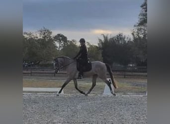 Andalusian, Gelding, 4 years, 15,3 hh, Grey