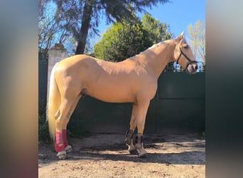 Andalusian, Gelding, 4 years, 15,3 hh, Palomino