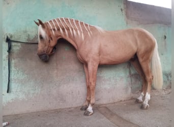 Andalusian, Gelding, 4 years, 15,3 hh, Palomino