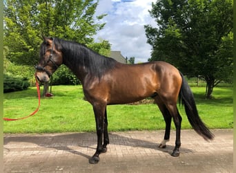Andalusian, Gelding, 4 years, 16.1 hh, Brown