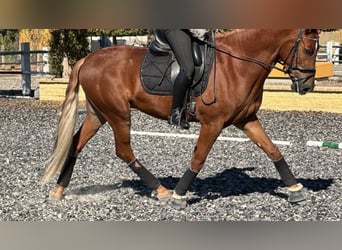 Andalusian, Gelding, 4 years, 16.1 hh, Chestnut