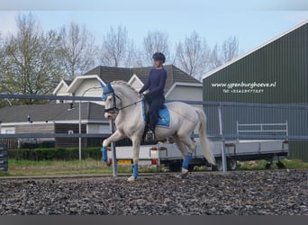 Andalusian Mix, Gelding, 4 years, 16.1 hh, Cremello
