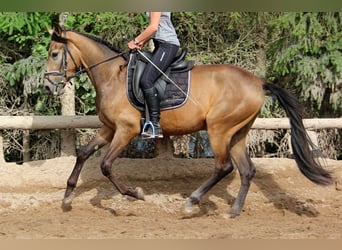 Andalusian, Gelding, 4 years, 16,1 hh, Dun