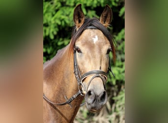 Andalusian, Gelding, 4 years, 16,1 hh, Dun