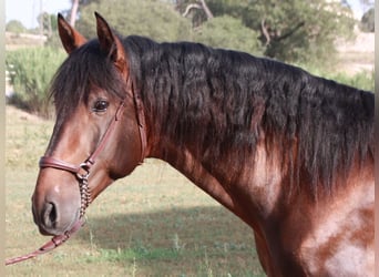 Andalusian, Gelding, 4 years, 16.1 hh, Smoky-Black