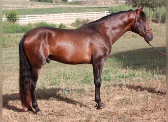 Andalusian, Gelding, 4 years, 16.1 hh, Smoky-Black