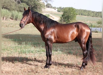 Andalusian, Gelding, 4 years, 16.1 hh, Smoky-Black