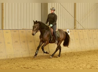 Andalusian, Gelding, 4 years, 16 hh, Brown