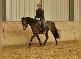 Andalusian, Gelding, 4 years, 16 hh, Brown