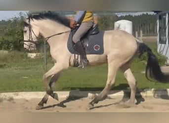 Andalusian, Gelding, 4 years, 16 hh, Buckskin