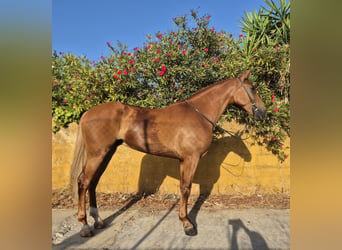 Andalusian, Gelding, 4 years, 16 hh, Chestnut-Red