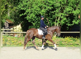 Andalusian, Gelding, 4 years, 16 hh, Chestnut-Red