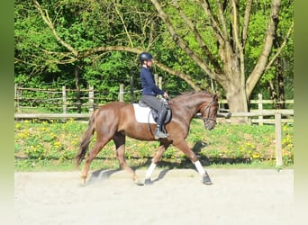 Andalusian, Gelding, 4 years, 16 hh, Chestnut-Red