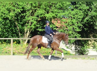 Andalusian, Gelding, 4 years, 16 hh, Chestnut-Red