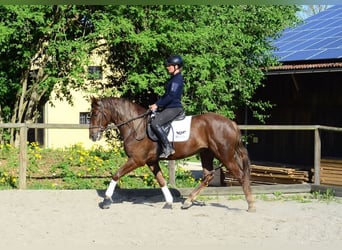 Andalusian, Gelding, 4 years, 16 hh, Chestnut-Red