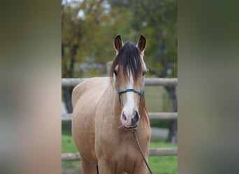 Andalusian, Gelding, 4 years, 16 hh, Dun
