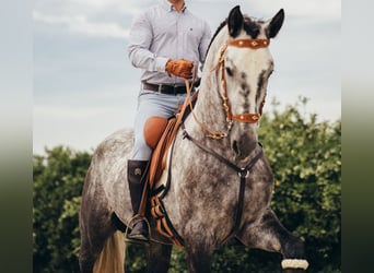 Andalusian, Gelding, 4 years, 16 hh, Gray-Dapple