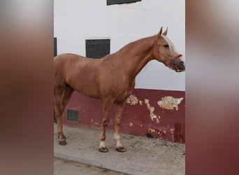 Andalusian, Gelding, 4 years, 16 hh, Palomino