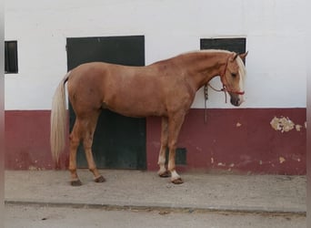 Andalusian, Gelding, 4 years, 16 hh, Palomino