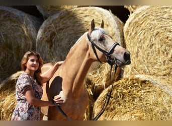 Andalusian, Gelding, 4 years, 16 hh, Palomino